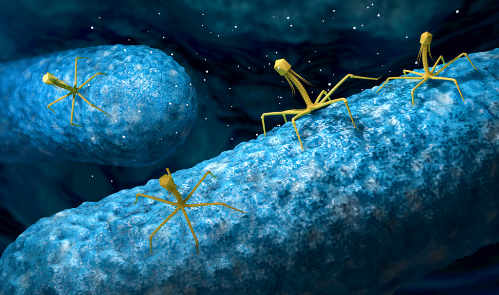 Что такое Бактериофаг?