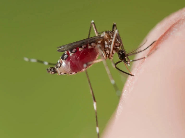 Лихорадка денге: что это такое? Симптомы и методы лечения