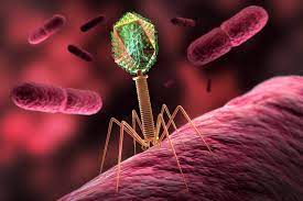 Çfarë Është Bakteriofagu?
