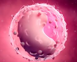 Çfarë Janë Limfocitet? Cili Është Funksioni i Tyre? Çfarë Do Të Thotë Niveli i Ulët dhe i Lartë?