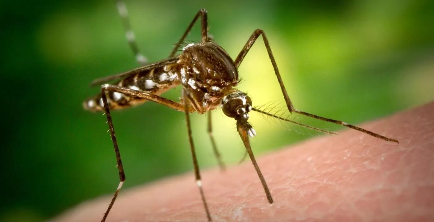 10 способов защититься от укусов комаров